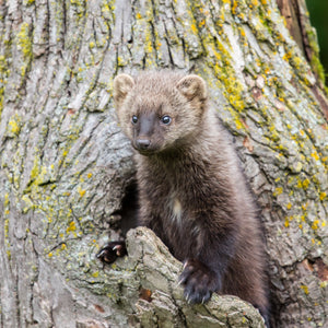 Les animaux du Parc se réunissent - 4e année  