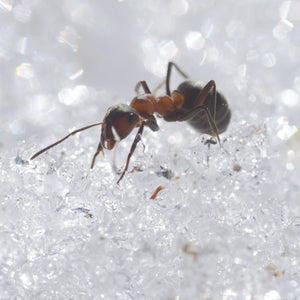 Icy Insects (winter) – Grades 5 and 6