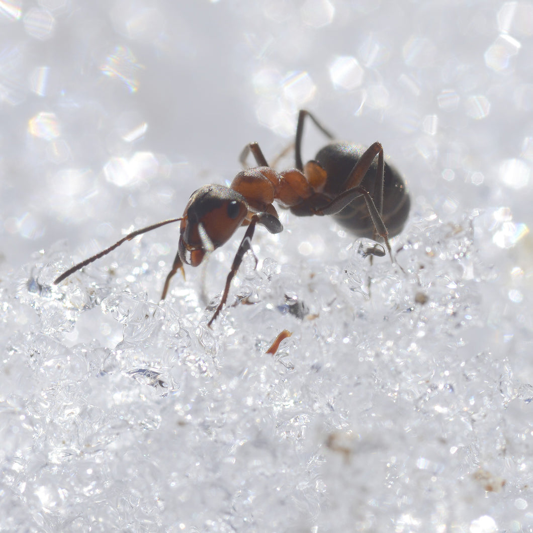 Insectes gelés (hiver) - 5e et 6e année