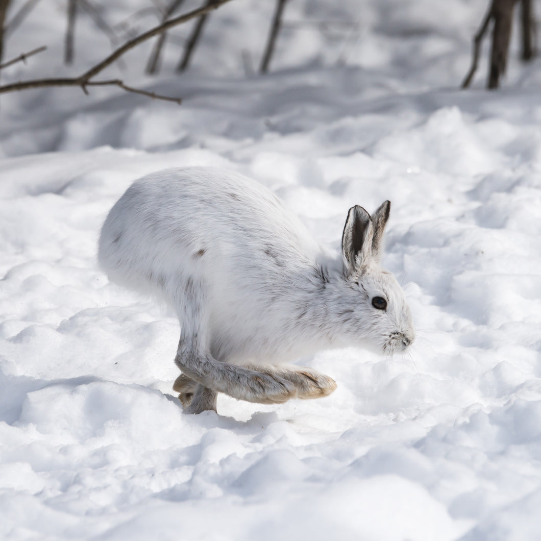 En raquettes, sur la trace des animaux  - Parc de la Gatineau - Français