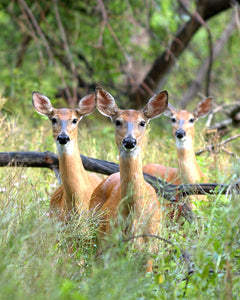 Guided Hike - Sensational Animals